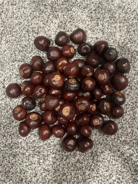 Ohio State Real Buckeyes. Natural Conkers (Horse Chestnuts)